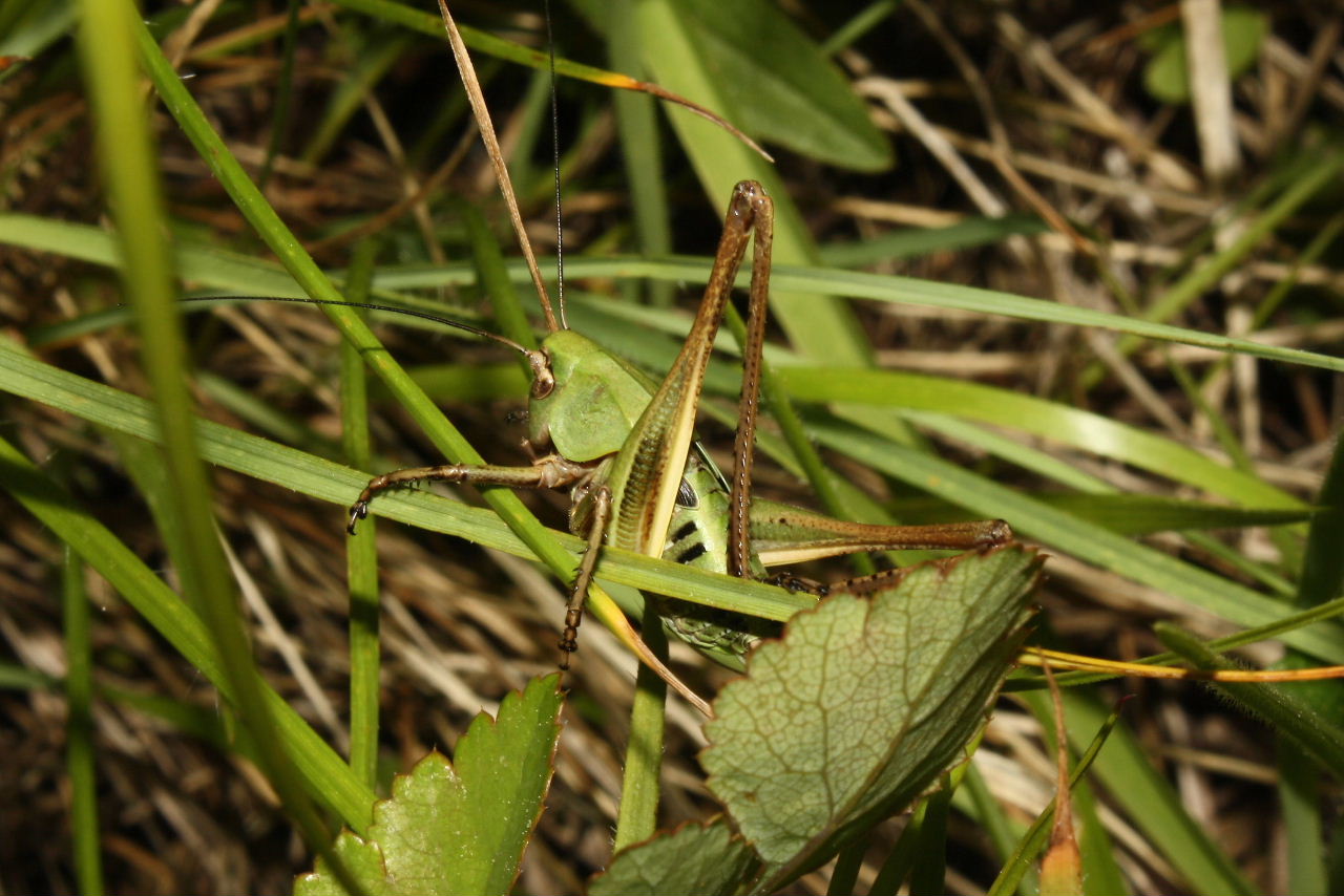 Orthoptera da determinare-4